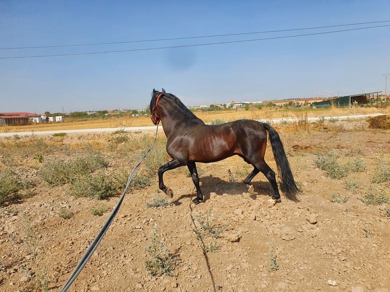 Spanisches Sportpferd Hengst 20 Jahre 170 cm Brauner in Velilla De San Antonio