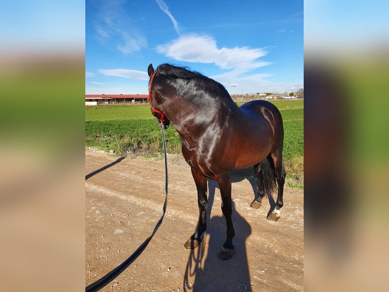 Spanisches Sportpferd Hengst 20 Jahre 170 cm Brauner in Velilla De San Antonio
