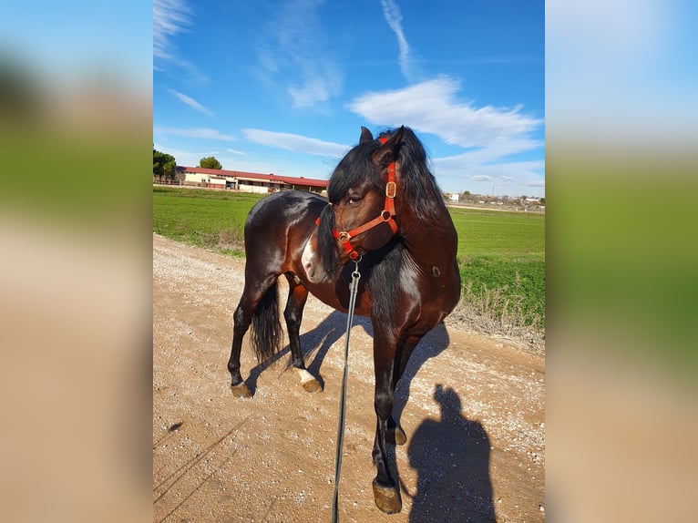 Spanisches Sportpferd Hengst 20 Jahre 170 cm Brauner in Velilla De San Antonio