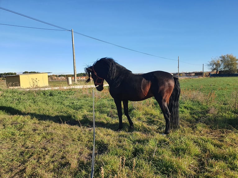 Spanisches Sportpferd Hengst 20 Jahre 170 cm Brauner in Velilla De San Antonio