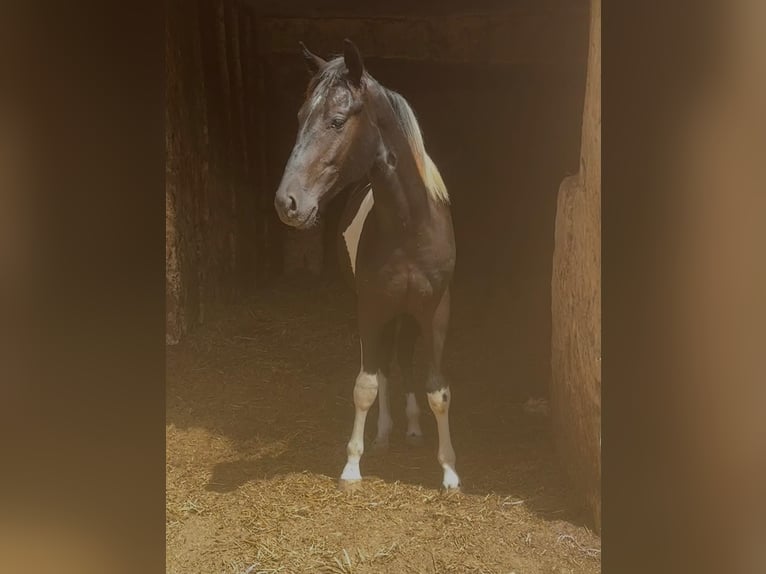 Spanisches Sportpferd Hengst 2 Jahre 140 cm Schecke in Algaida