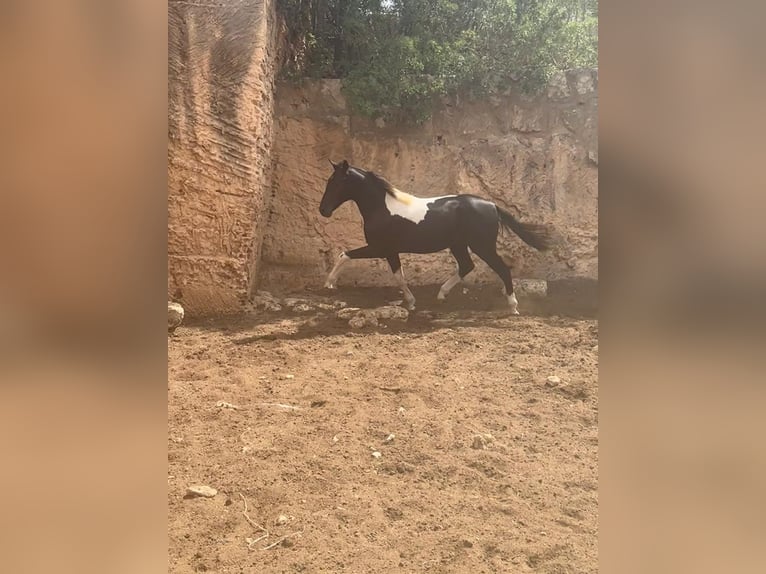 Spanisches Sportpferd Hengst 2 Jahre 140 cm Schecke in Algaida