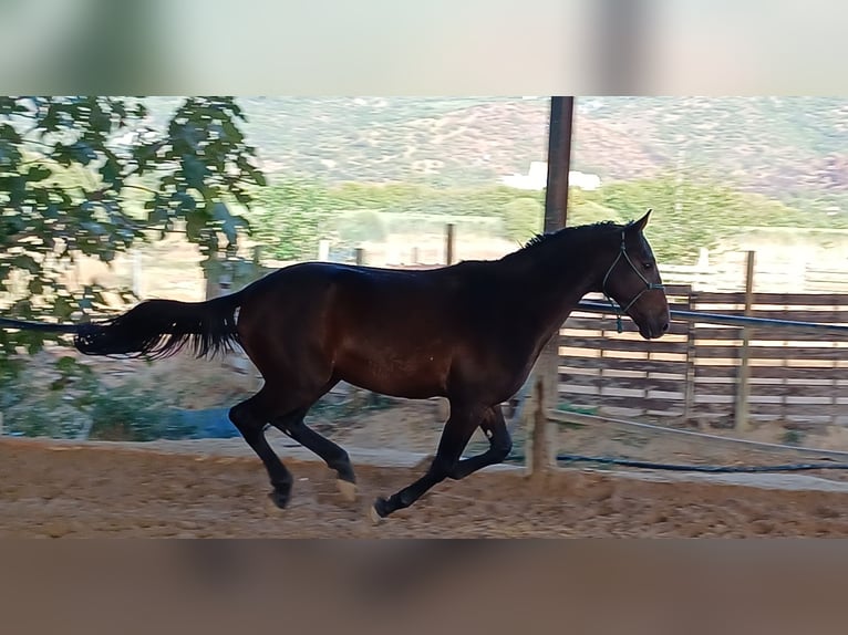 Spanisches Sportpferd Hengst 2 Jahre 160 cm Dunkelbrauner in C&#xF3;rdoba