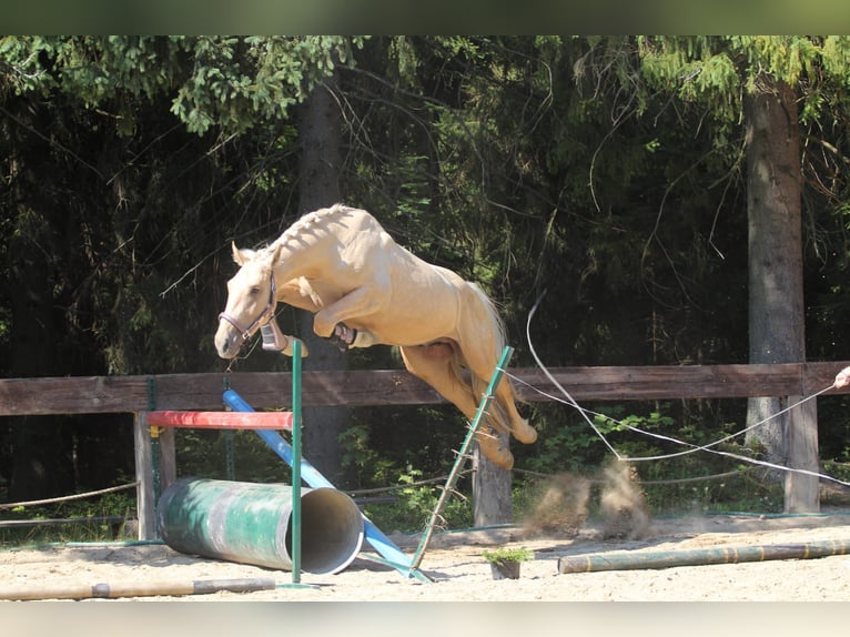 Spanisches Sportpferd Hengst 2 Jahre 165 cm Palomino in Nowy targ