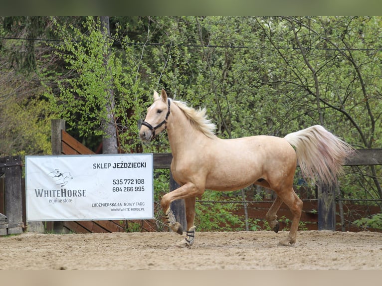 Spanisches Sportpferd Hengst 2 Jahre 165 cm Palomino in Nowy targ