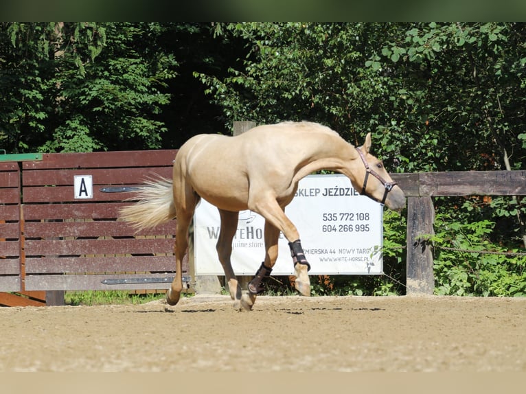 Spanisches Sportpferd Hengst 2 Jahre 165 cm Palomino in Nowy targ