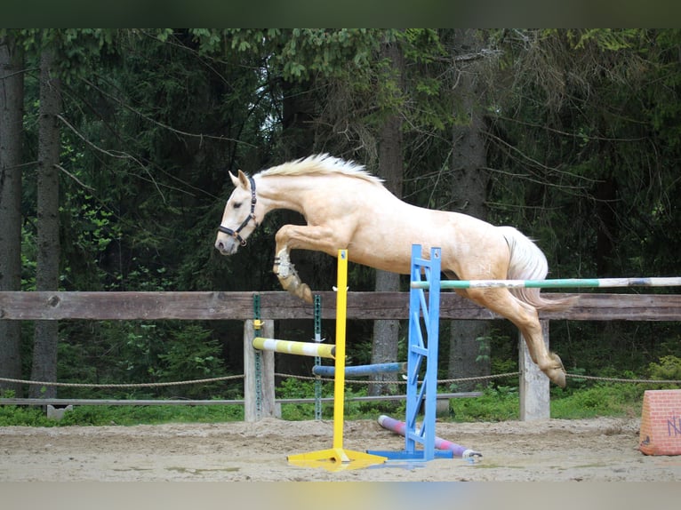 Spanisches Sportpferd Hengst 2 Jahre 165 cm Palomino in Nowy targ