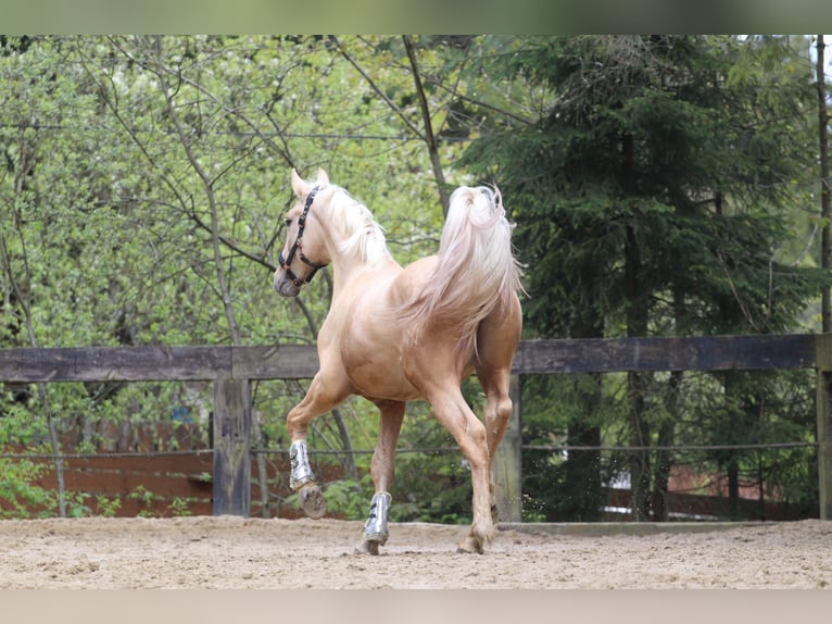 Spanisches Sportpferd Hengst 2 Jahre 165 cm Palomino in Nowy targ