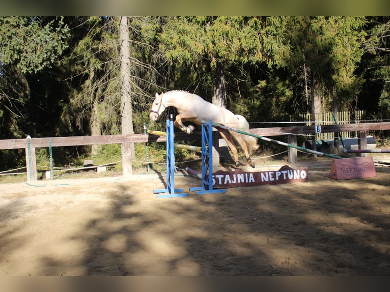 Spanisches Sportpferd Hengst 2 Jahre 167 cm Palomino in Nowy targ