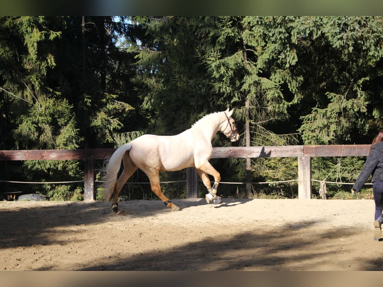 Spanisches Sportpferd Hengst 2 Jahre 167 cm Palomino in Nowy targ