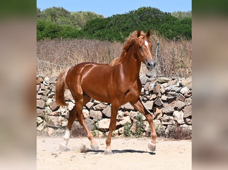Spanisches Sportpferd Hengst 2 Jahre 170 cm Fuchs in Menorca