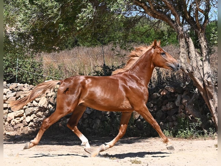 Spanisches Sportpferd Hengst 2 Jahre 170 cm Fuchs in Menorca