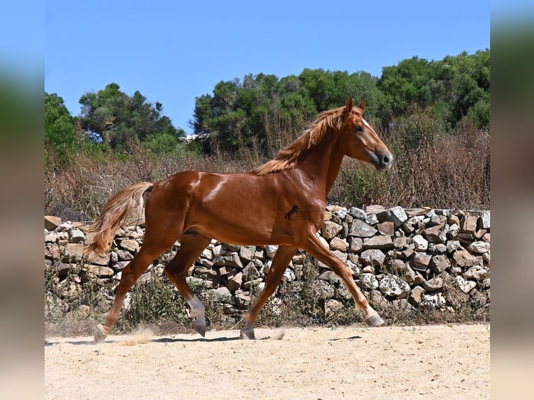 Spanisches Sportpferd Hengst 2 Jahre 170 cm Fuchs in Menorca