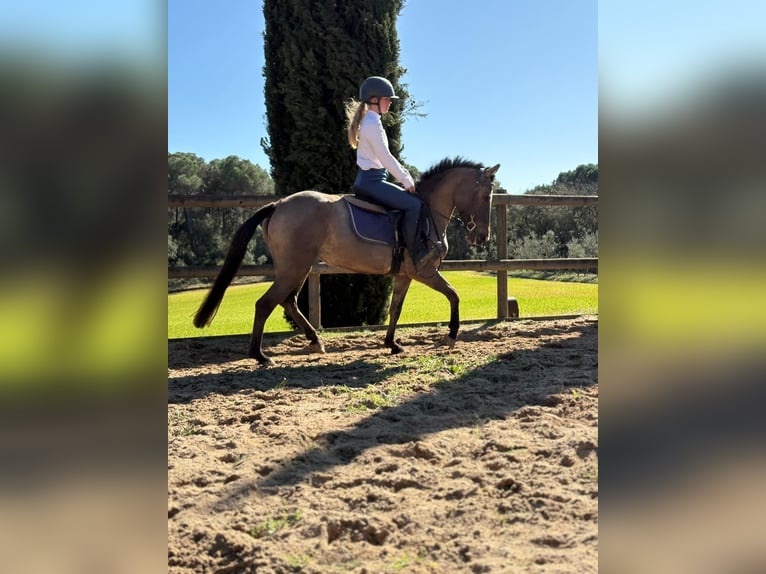 Spanisches Sportpferd Hengst 3 Jahre 146 cm Pearl in Girona
