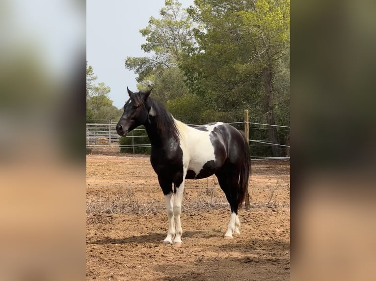 Spanisches Sportpferd Hengst 3 Jahre 150 cm Schecke in Algaida