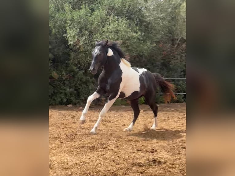 Spanisches Sportpferd Hengst 3 Jahre 150 cm Schecke in Algaida