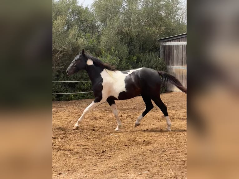 Spanisches Sportpferd Hengst 3 Jahre 150 cm Schecke in Algaida