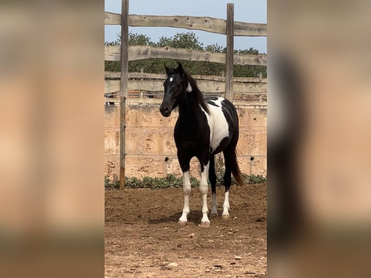 Spanisches Sportpferd Hengst 3 Jahre 150 cm Schecke in Algaida