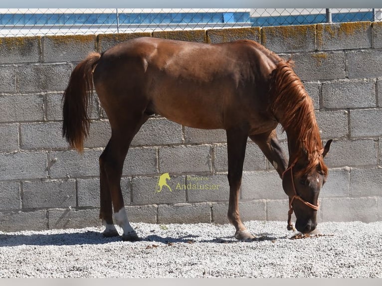 Spanisches Sportpferd Hengst 3 Jahre 153 cm Dunkelfuchs in Provinz Granada