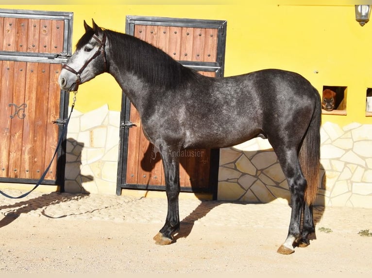 Spanisches Sportpferd Hengst 3 Jahre 155 cm Schimmel in Provinz  Malaga