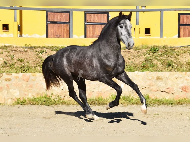 Spanisches Sportpferd Hengst 3 Jahre 155 cm Schimmel in Provinz  Malaga