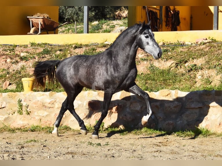 Spanisches Sportpferd Hengst 3 Jahre 155 cm Schimmel in Provinz  Malaga