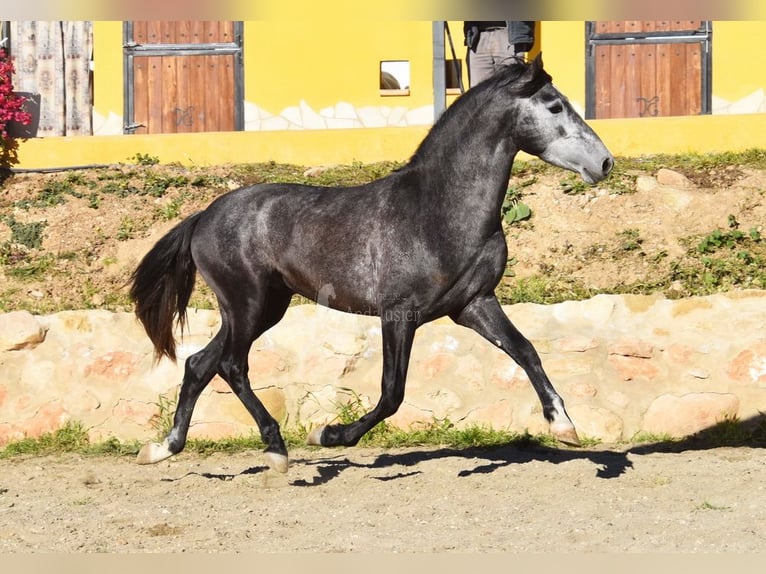 Spanisches Sportpferd Hengst 3 Jahre 155 cm Schimmel in Provinz  Malaga