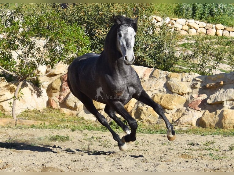 Spanisches Sportpferd Hengst 3 Jahre 155 cm Schimmel in Provinz  Malaga