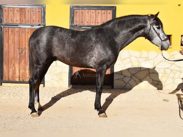 Spanisches Sportpferd Hengst 3 Jahre 155 cm Schimmel in Provinz  Malaga