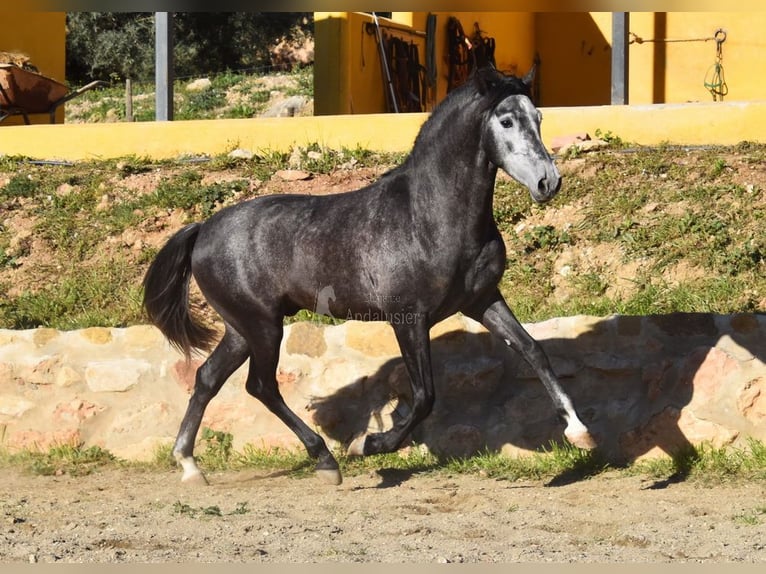 Spanisches Sportpferd Hengst 3 Jahre 155 cm Schimmel in Provinz  Malaga