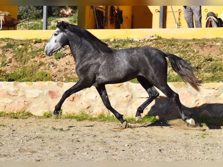 Spanisches Sportpferd Hengst 3 Jahre 155 cm Schimmel in Provinz  Malaga