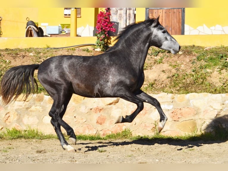 Spanisches Sportpferd Hengst 3 Jahre 155 cm Schimmel in Provinz  Malaga