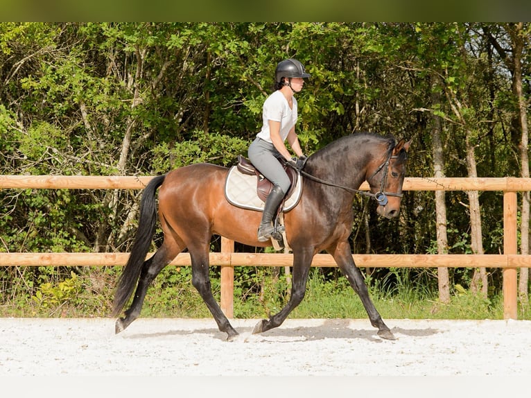 Spanisches Sportpferd Hengst 3 Jahre 158 cm Brauner in Poncins