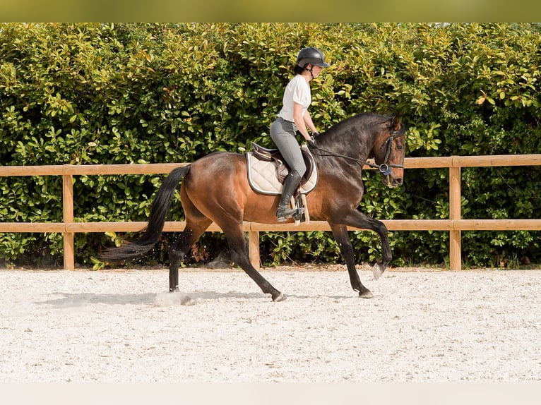 Spanisches Sportpferd Hengst 3 Jahre 158 cm Brauner in Poncins