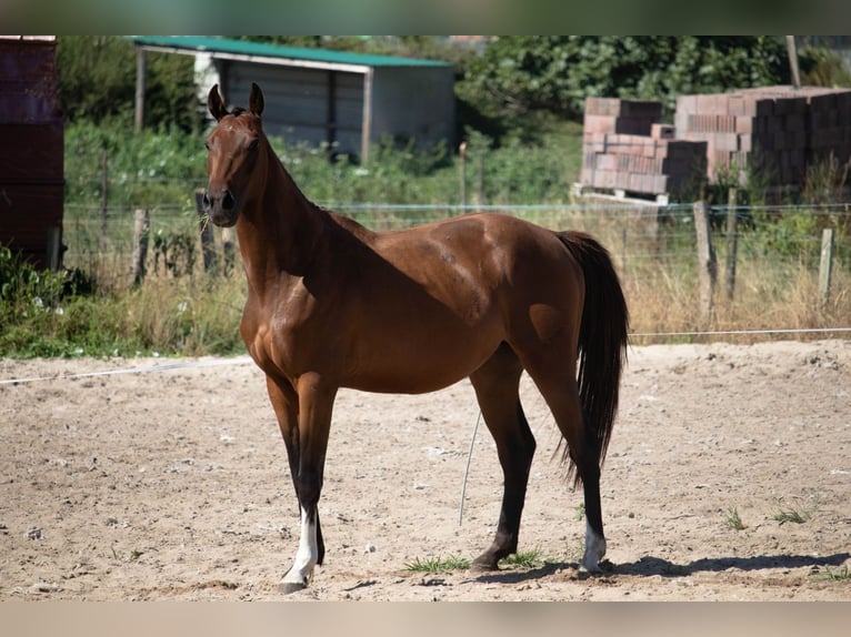Spanisches Sportpferd Hengst 3 Jahre 158 cm Brauner in SANTANDER