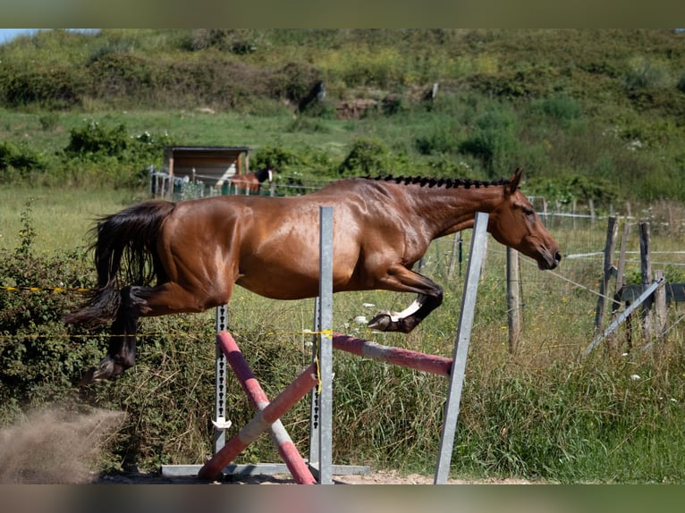 Spanisches Sportpferd Hengst 3 Jahre 158 cm Brauner in SANTANDER