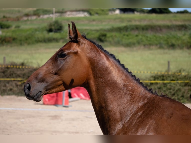 Spanisches Sportpferd Hengst 3 Jahre 158 cm Brauner in SANTANDER
