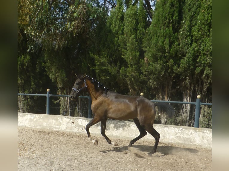 Spanisches Sportpferd Hengst 3 Jahre 160 cm Rappe in Sax