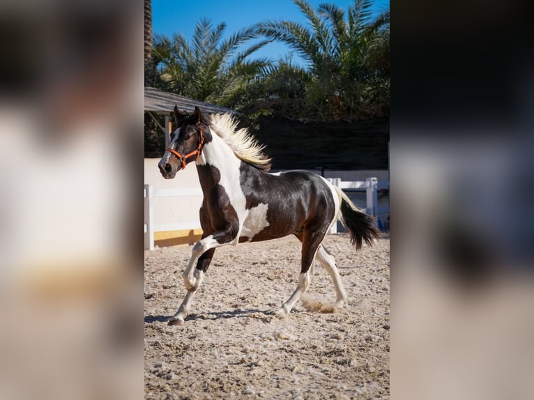 Spanisches Sportpferd Hengst 3 Jahre 162 cm Tobiano-alle-Farben in Rafelguaraf