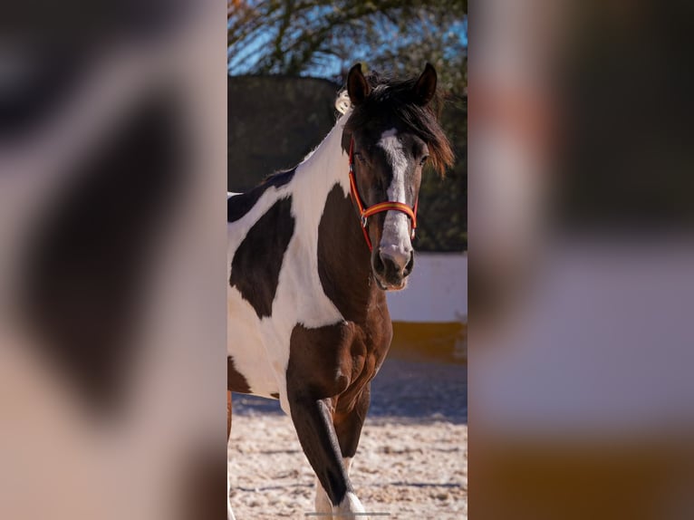 Spanisches Sportpferd Hengst 3 Jahre 162 cm Tobiano-alle-Farben in Rafelguaraf