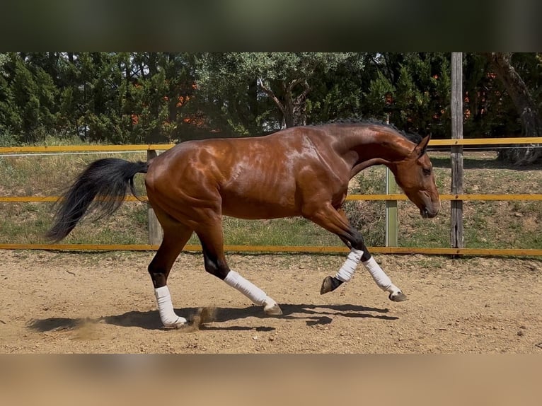 Spanisches Sportpferd Hengst 3 Jahre 163 cm Hellbrauner in Arenas De San Pedro