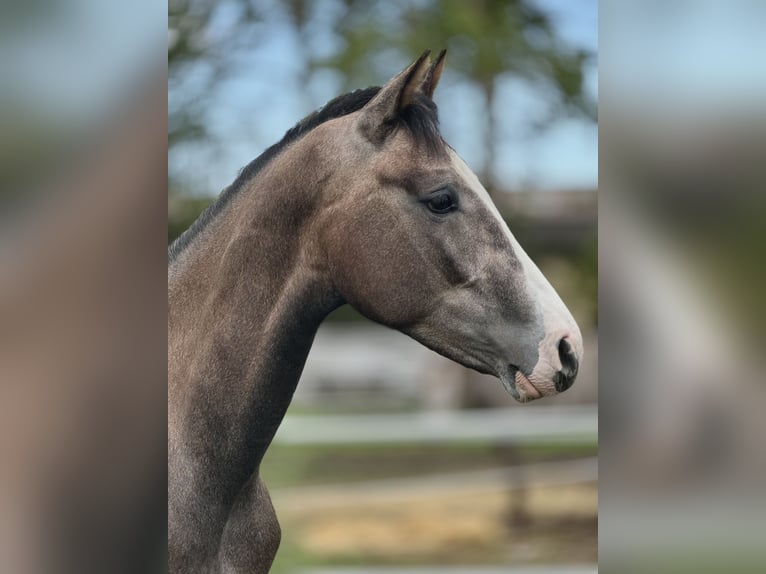 Spanisches Sportpferd Hengst 3 Jahre 165 cm Schimmel in Espinar, De El (Estacion)