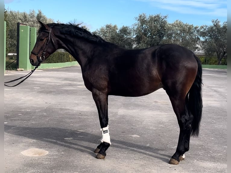 Spanisches Sportpferd Hengst 3 Jahre 167 cm Dunkelbrauner in Alquerias De Santa Barbara