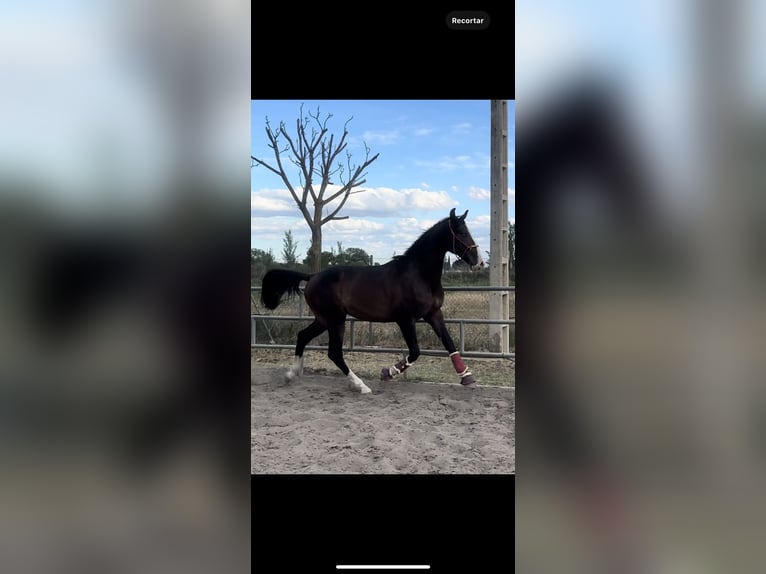 Spanisches Sportpferd Hengst 3 Jahre 169 cm Dunkelbrauner in Cuarte De Huerva