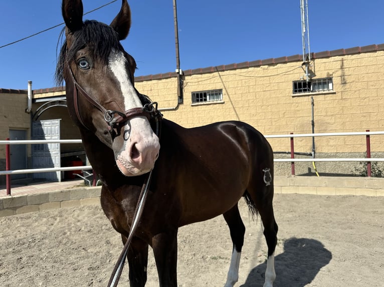 Spanisches Sportpferd Hengst 3 Jahre 169 cm Dunkelbrauner in Cuarte De Huerva
