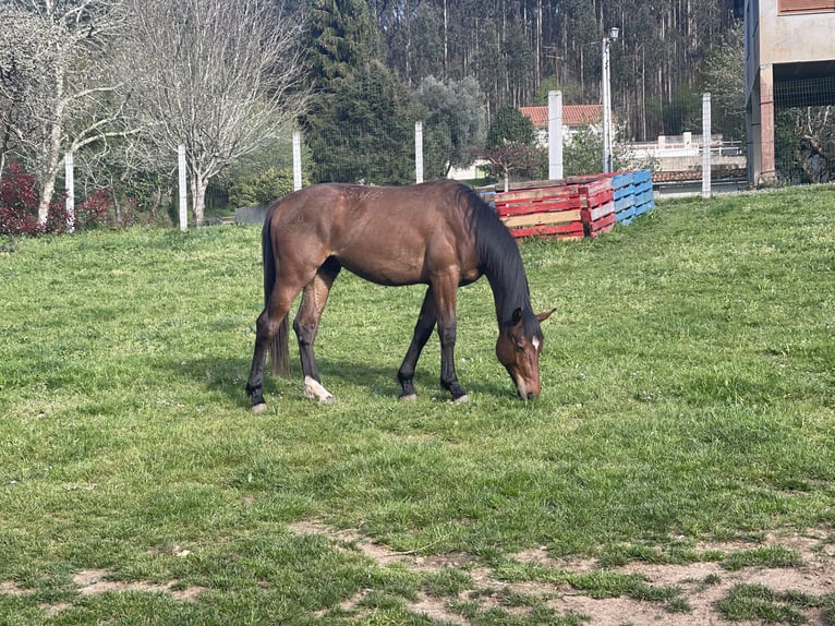 Spanisches Sportpferd Hengst 3 Jahre 170 cm Brauner in Abegondo