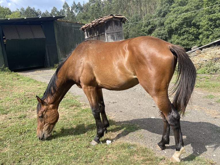 Spanisches Sportpferd Hengst 3 Jahre 170 cm Brauner in Abegondo