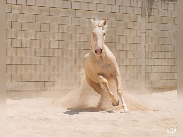 Spanisches Sportpferd Hengst 3 Jahre 170 cm Cremello in Navalperal De Pinares