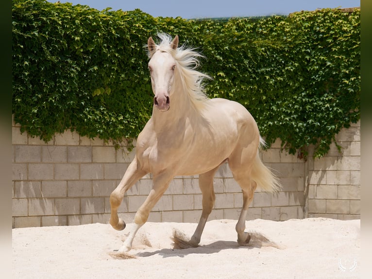 Spanisches Sportpferd Hengst 3 Jahre 170 cm Cremello in Navalperal De Pinares