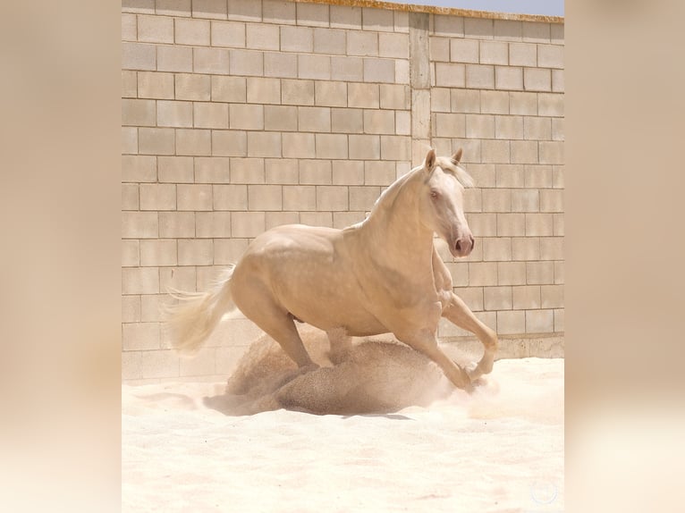 Spanisches Sportpferd Hengst 3 Jahre 170 cm Cremello in Navalperal De Pinares